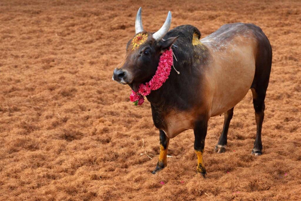 வீர விளையாட்டுக்கு வந்த புது வேகம்! – ஜல்லிக்கட்டு விதிகளில் 3 அதிரடித் தளர்வுகள்!